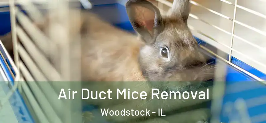  Air Duct Mice Removal Woodstock - IL